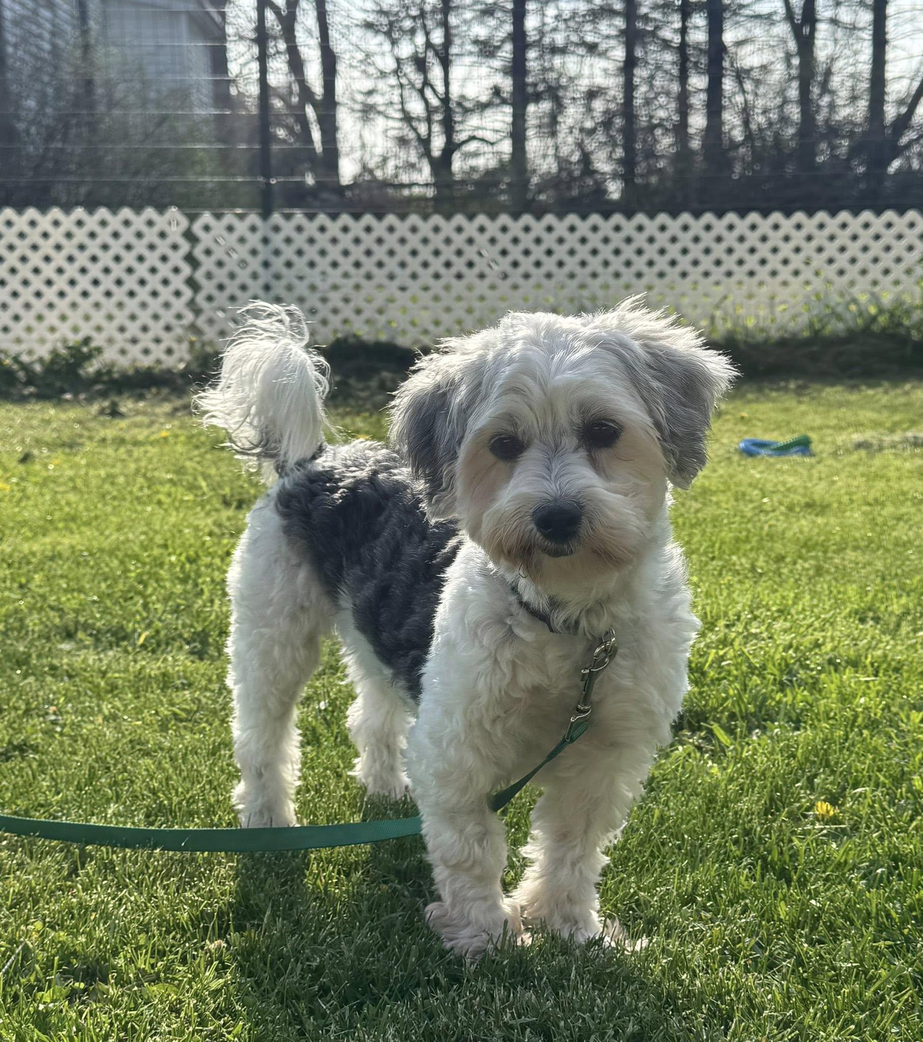 Rumba, a ADOPTABLE Havanese in Decorah, IA image 6/6