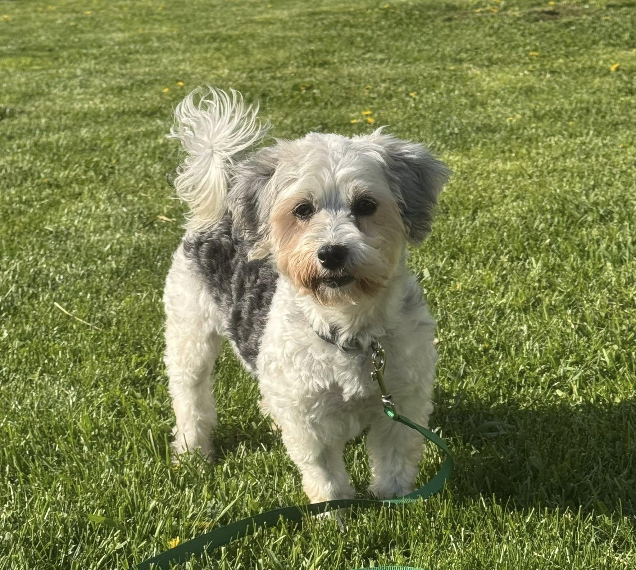 Rumba, a ADOPTABLE Havanese in Decorah, IA image 5/6