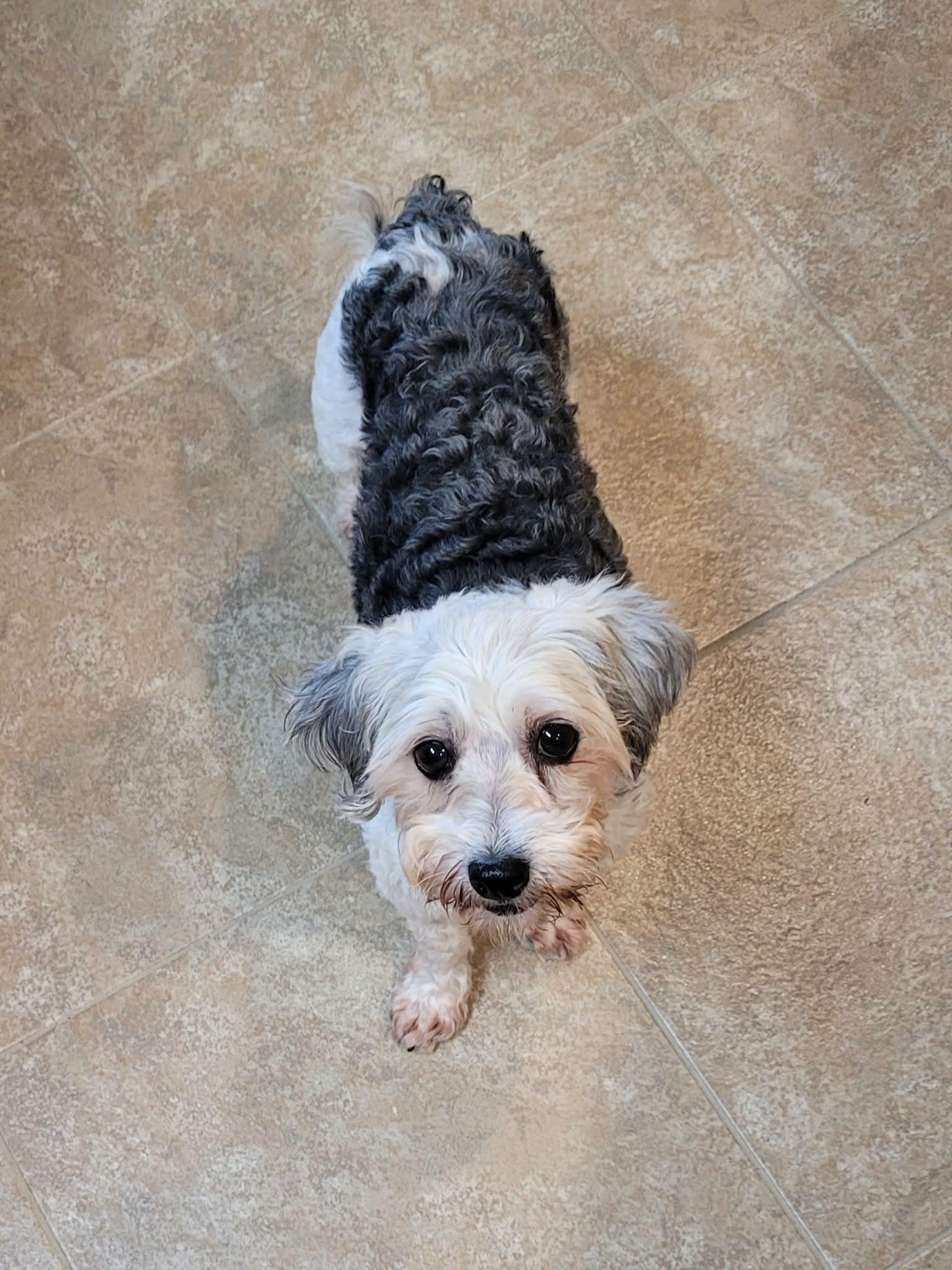 Rumba, a ADOPTABLE Havanese in Decorah, IA image 3/6
