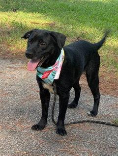 Jane, Adoptable, Young Female Labrador Retriever.