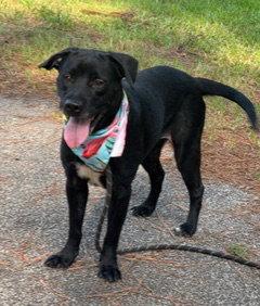 Enlarge Jane, a Adoptable Labrador Retriever in Shillington, PA image 2/3