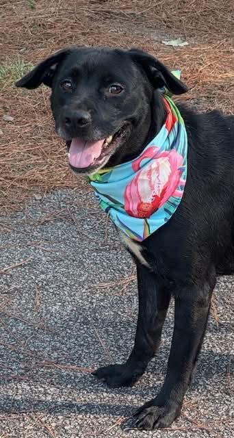 Enlarge Jane, a Adoptable Labrador Retriever in Shillington, PA image 3/3