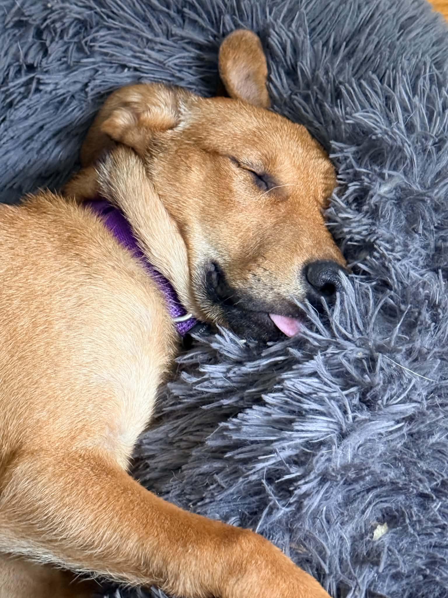 Enlarge Ember, a ADOPTABLE Mixed Breed in East Amherst, NY image 2/6