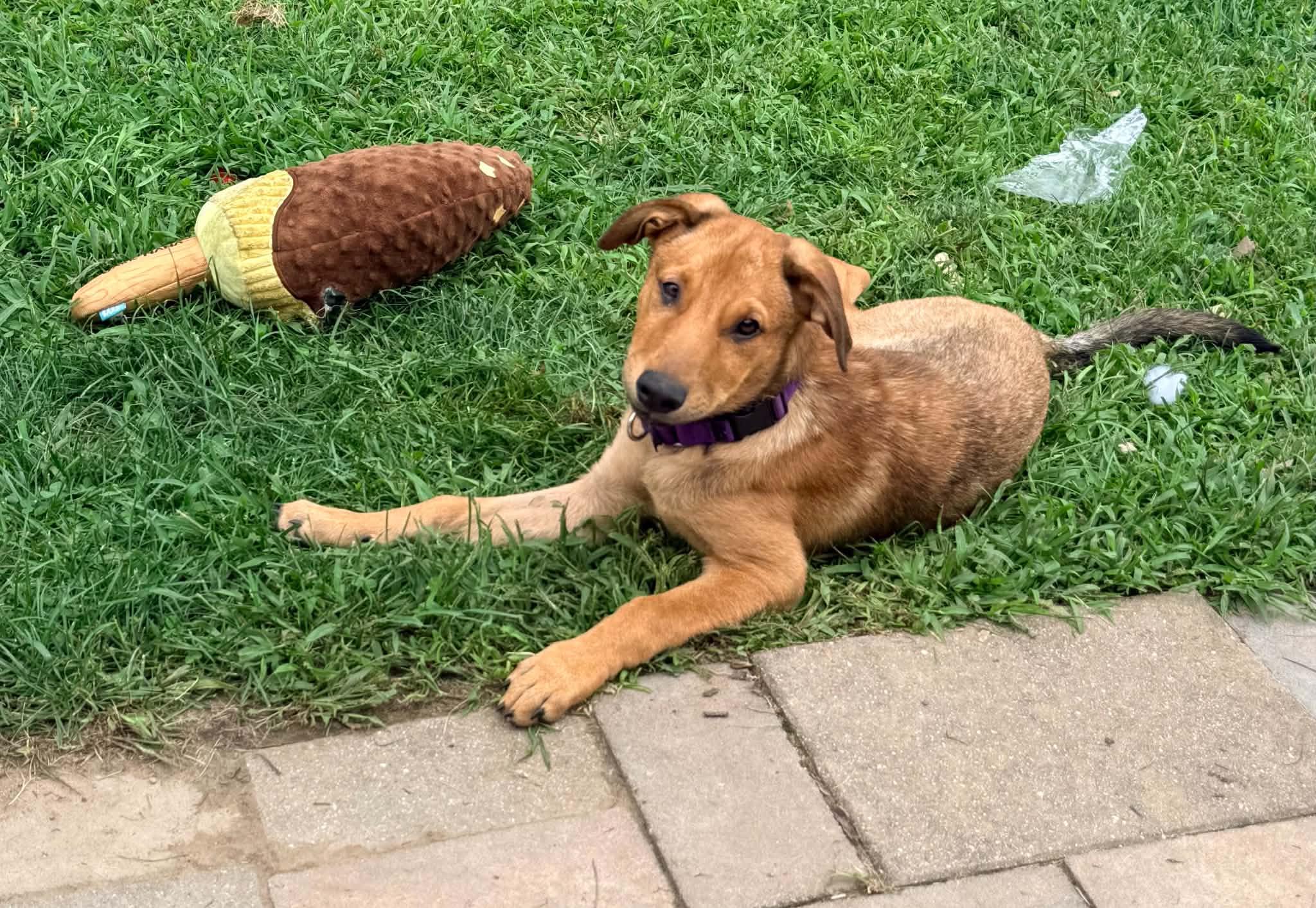 Enlarge Ember, a ADOPTABLE Mixed Breed in East Amherst, NY image 5/6