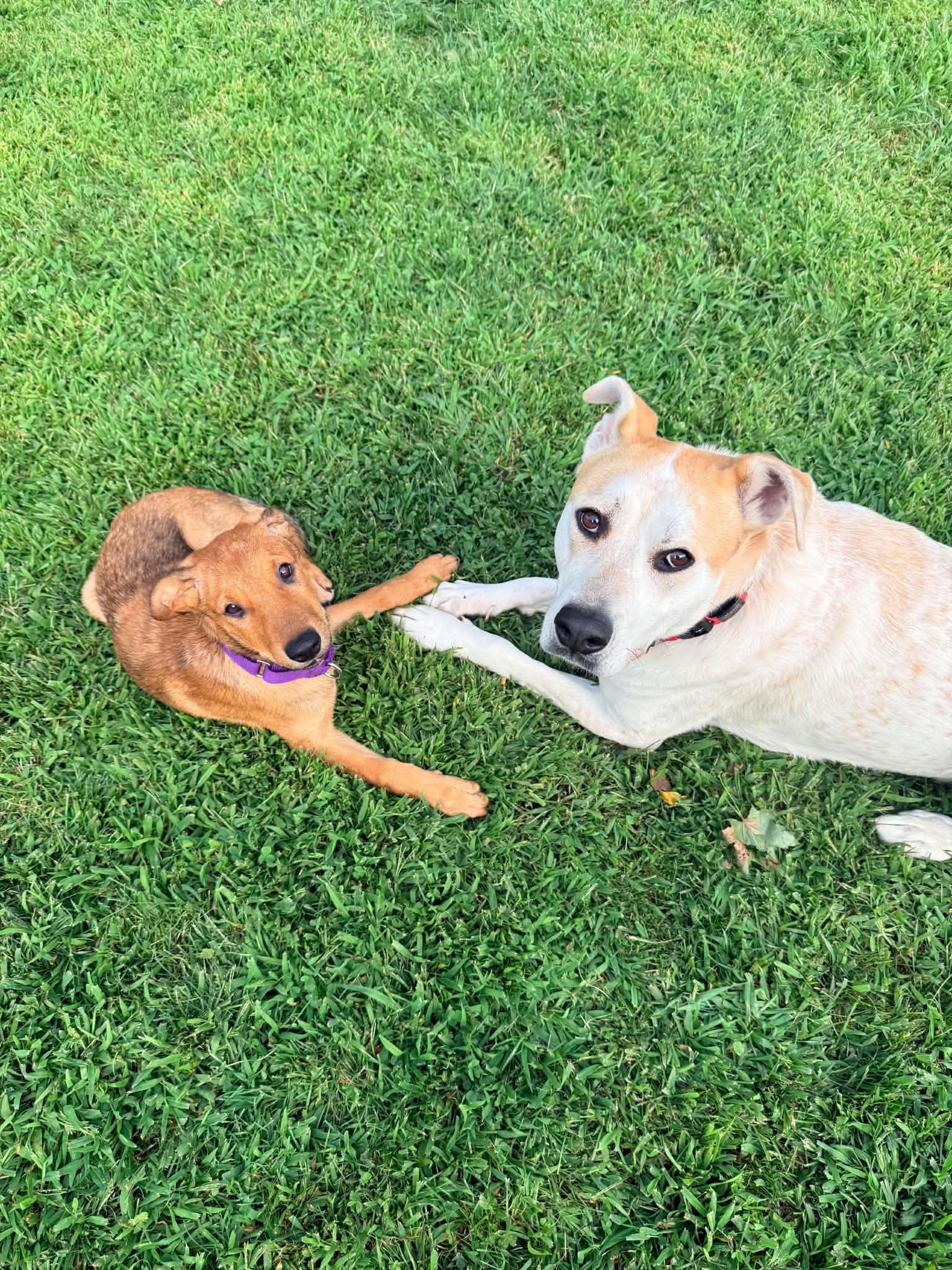 Enlarge Ember, a ADOPTABLE Mixed Breed in East Amherst, NY image 6/6