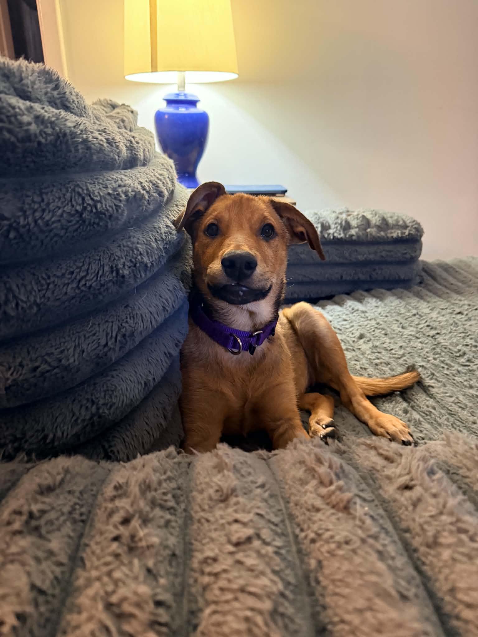 Enlarge Ember, a ADOPTABLE Mixed Breed in East Amherst, NY image 4/6