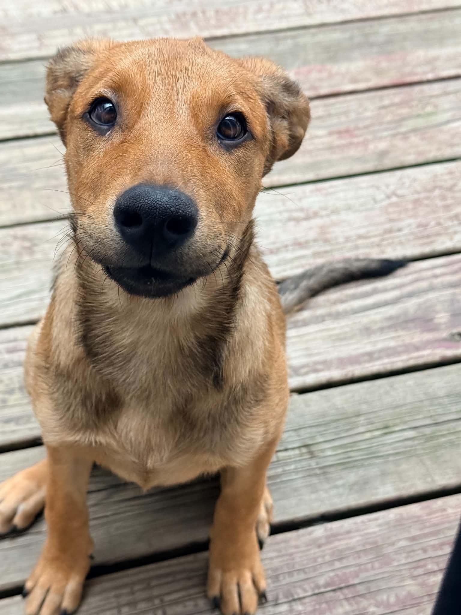 Ember, ADOPTABLE, Young Female Mixed Breed.