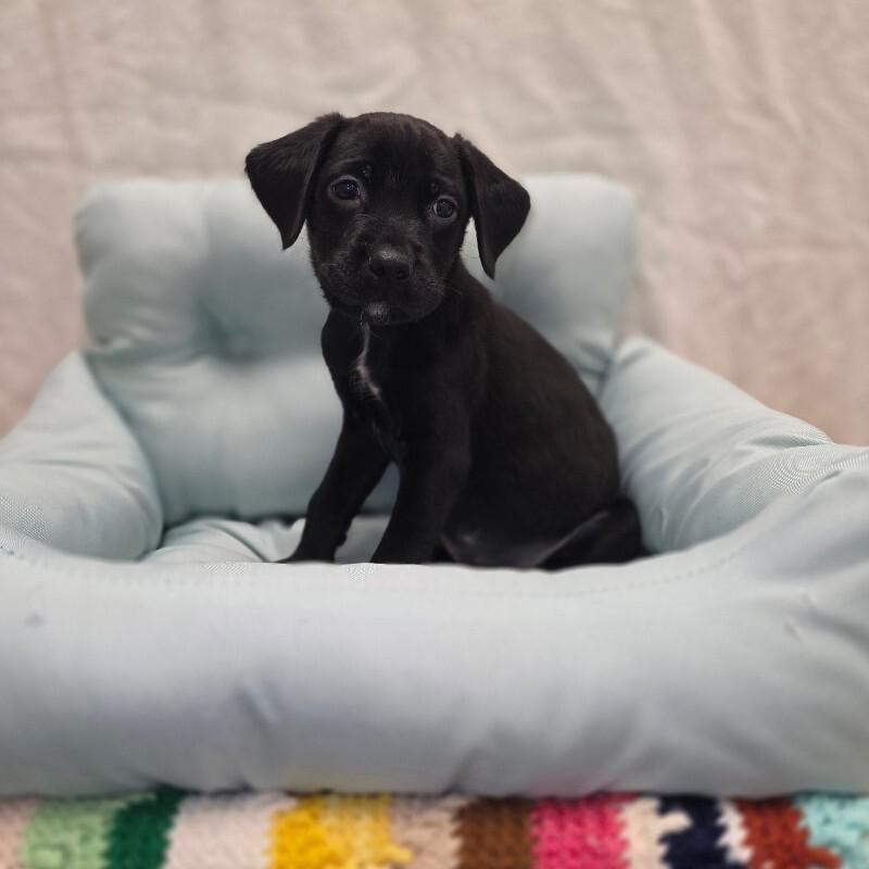 Frank, a Adoptable mixed breed in Yankton, SD image 1/2