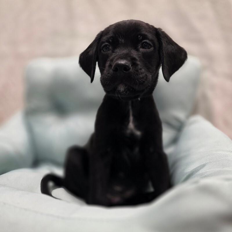 Frank, a Adoptable mixed breed in Yankton, SD image 2/2