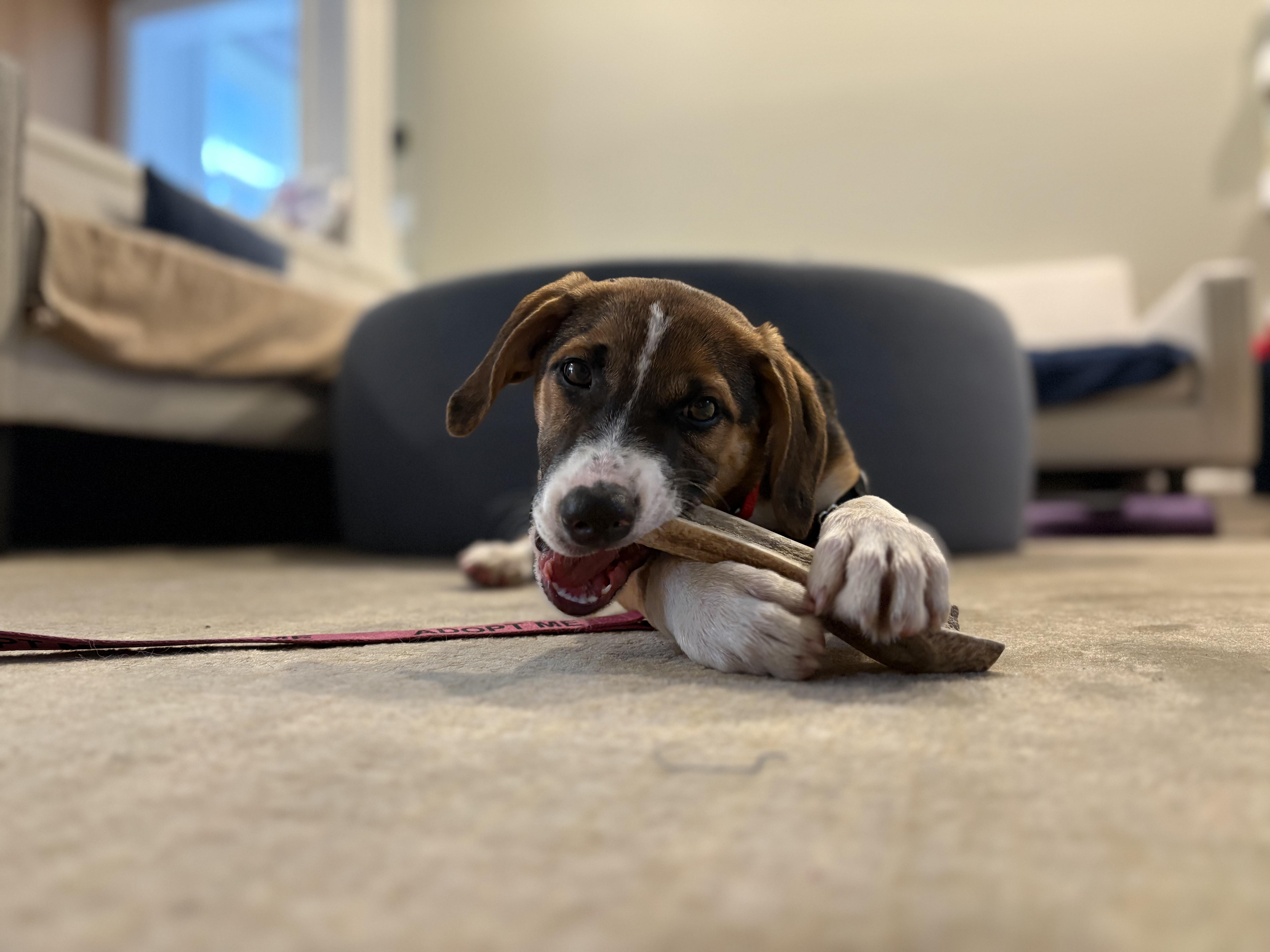 Enlarge Theo, an adopted Beagle in Harrison, NY image 5/6