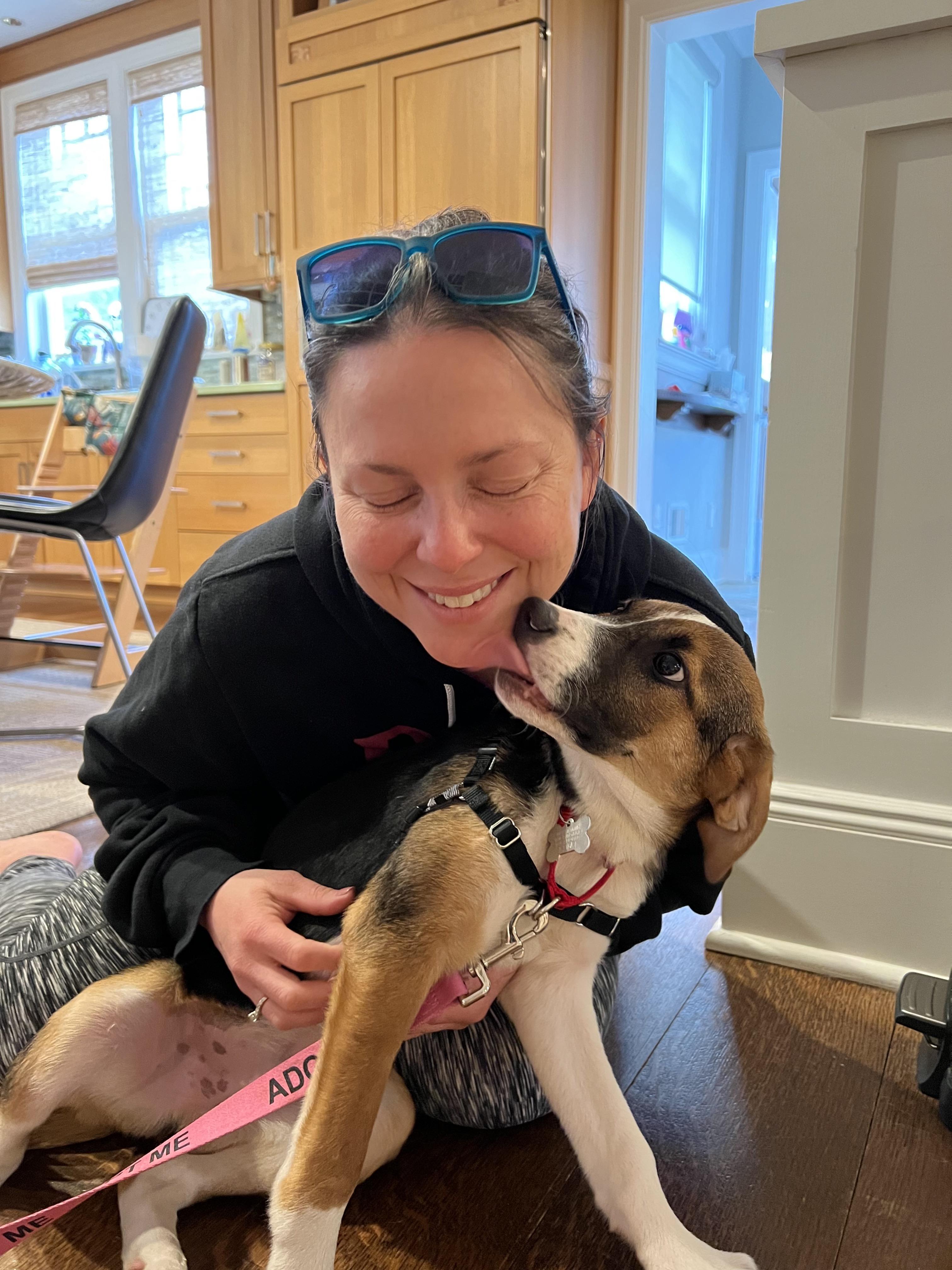 Enlarge Theo, an adopted Beagle in Harrison, NY image 1/6
