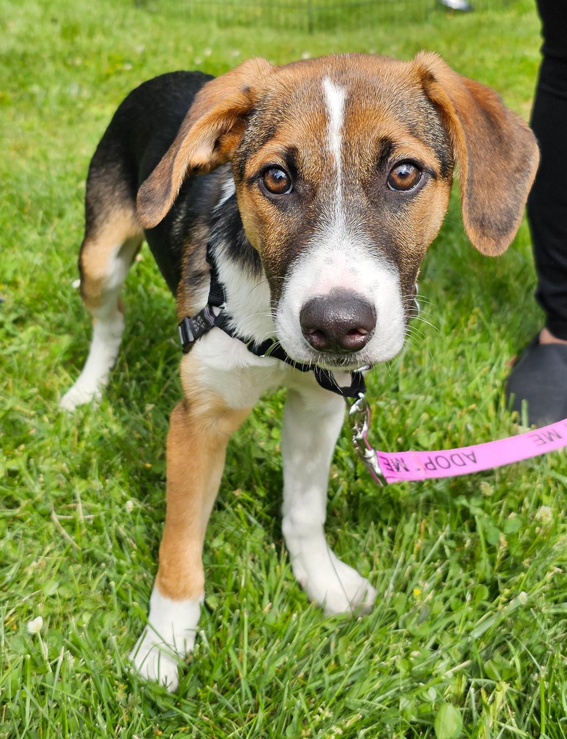 Enlarge Theo, an adopted Beagle in Harrison, NY image 6/6