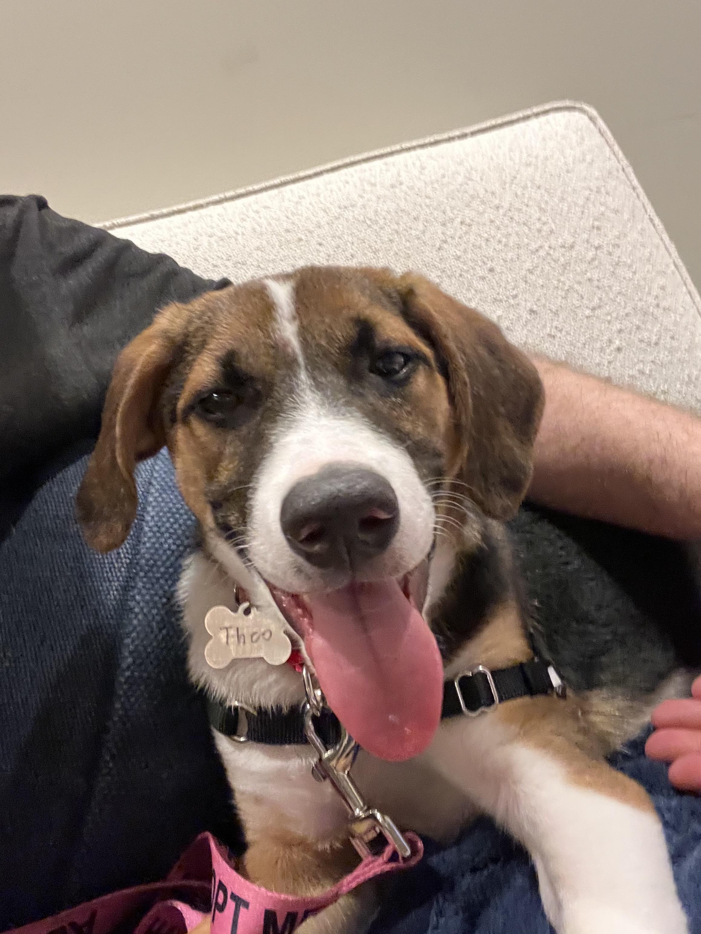 Enlarge Theo, an adopted Beagle in Harrison, NY image 4/6