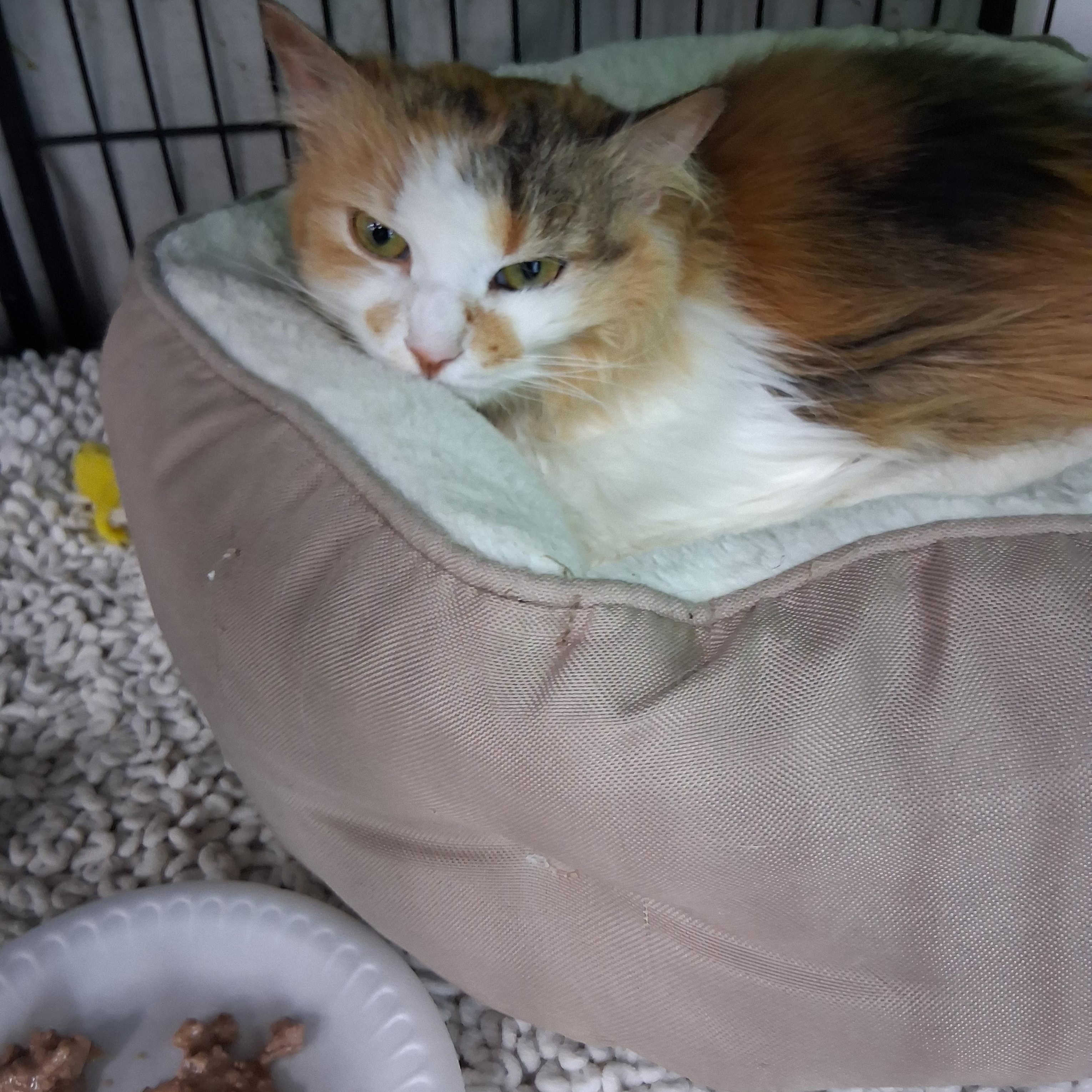 Enlarge Clementine aka Clem, a ADOPTABLE Calico in Bear, DE image 4/4