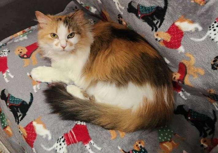 Clementine aka Clem, ADOPTABLE, Adult Female Calico.