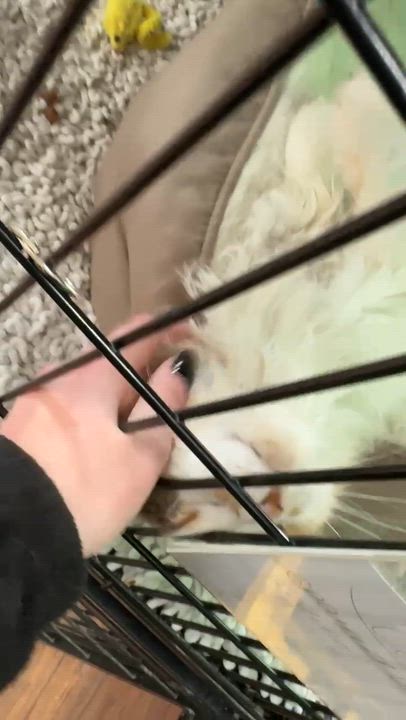 Enlarge Clementine aka Clem, a ADOPTABLE Calico in Bear, DE video 3/4