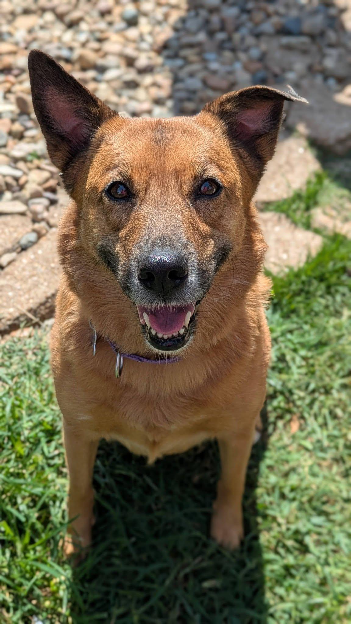 Enlarge Seren Sadie, a Adoptable mixed breed in St. Louis, MO image 1/3