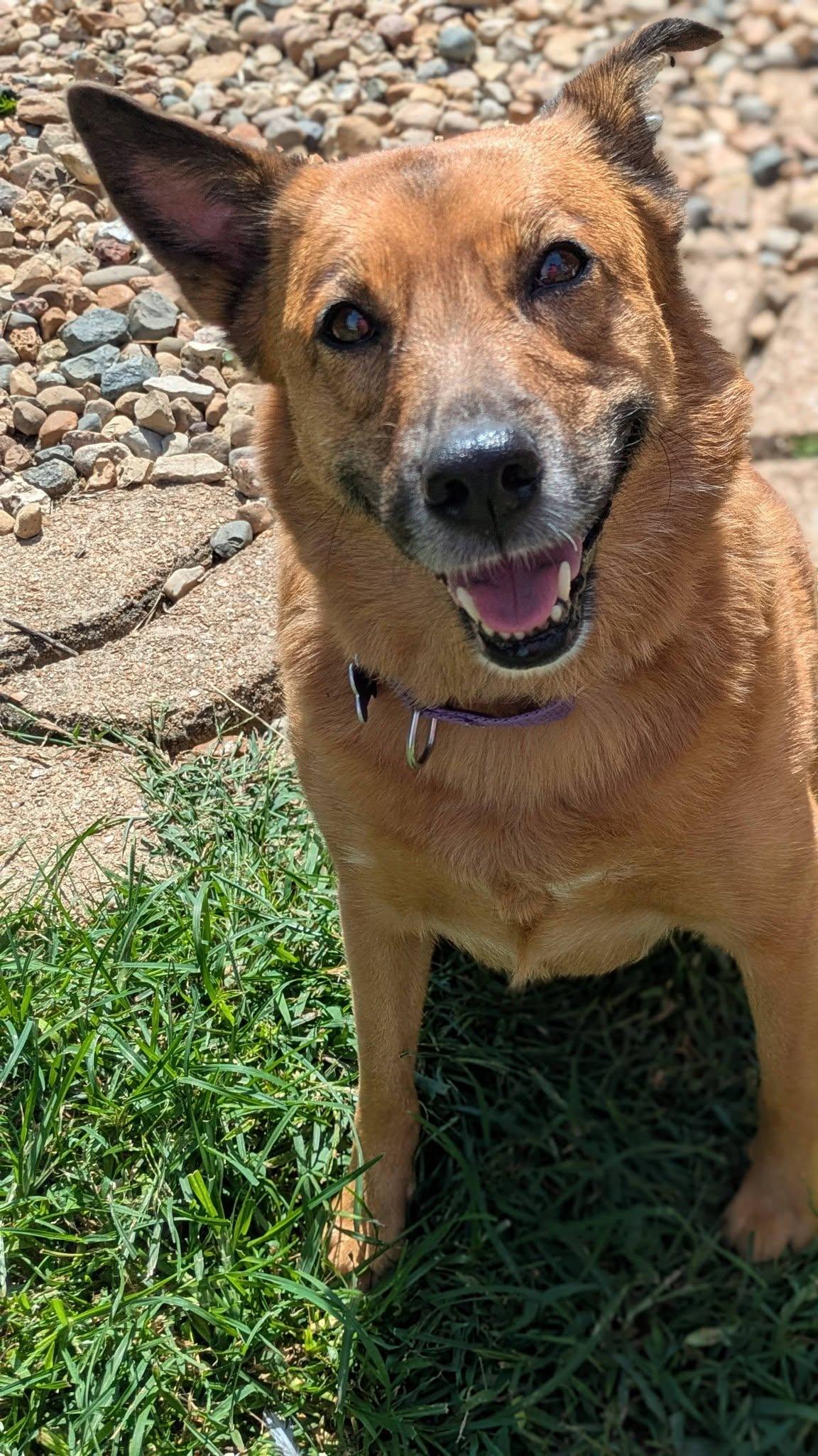 Enlarge Seren Sadie, a Adoptable mixed breed in St. Louis, MO image 2/3