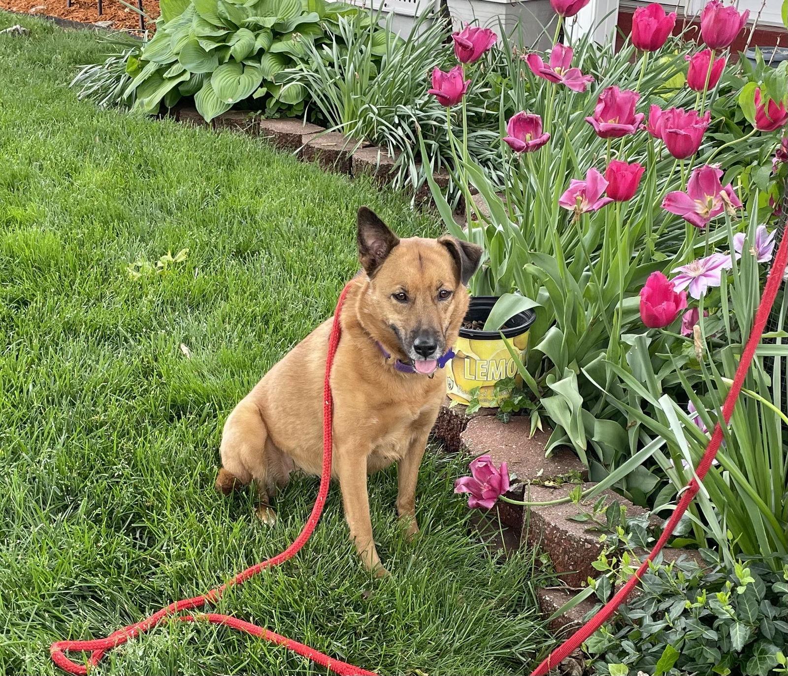 Seren Sadie, Adoptable, Adult Female German Shepherd Dog & Chow Chow.