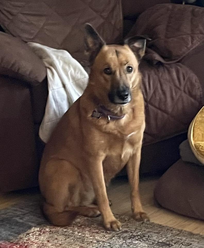 Seren Sadie, Adoptable, Adult Female German Shepherd Dog & Chow Chow.