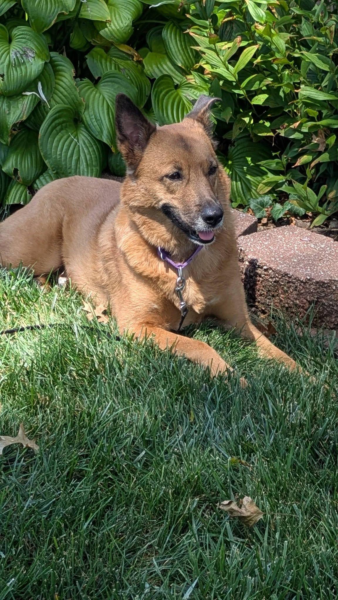 Enlarge Seren Sadie, a Adoptable mixed breed in St. Louis, MO image 3/3