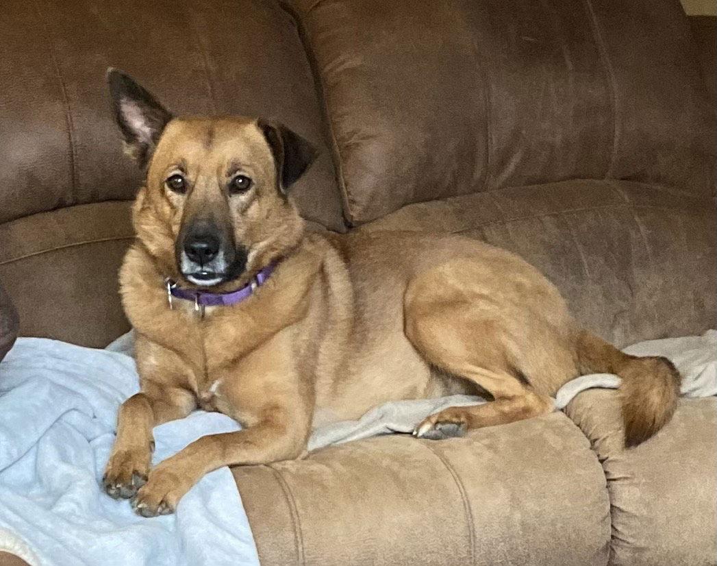 Seren Sadie, a Adoptable mixed breed in St. Louis, MO image 3/3