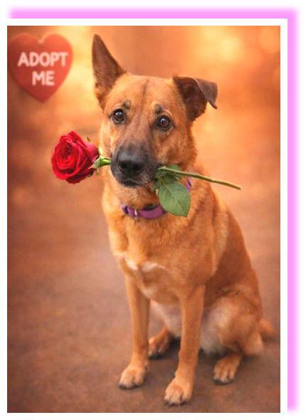 Enlarge Seren Sadie, a Adoptable mixed breed in St. Louis, MO image 3/3