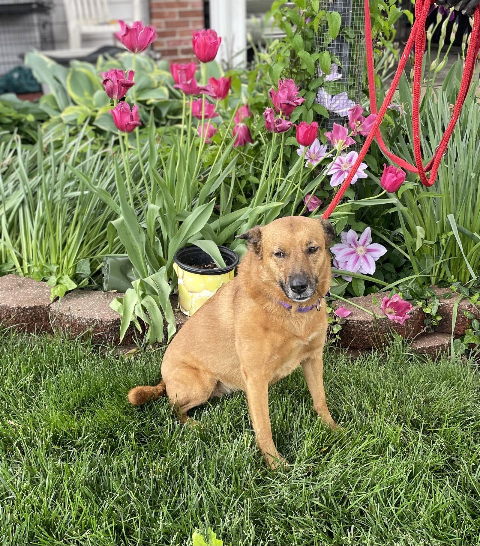 Enlarge Seren Sadie, a Adoptable mixed breed in St. Louis, MO image 3/3