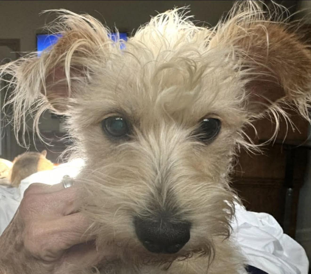 Enlarge Alfie, a Adopted mixed breed in Boston, MA image 4/4