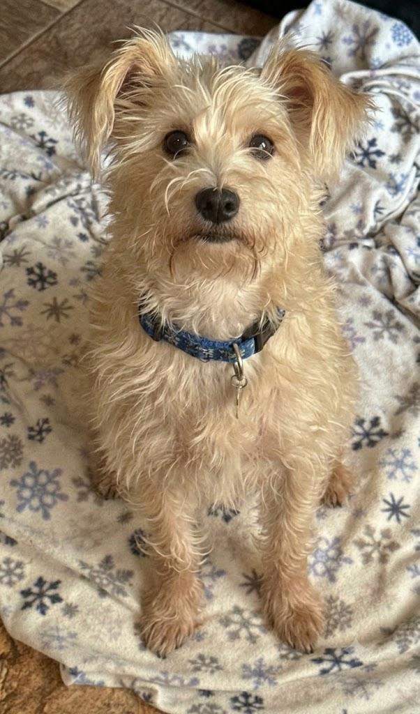 Enlarge Alfie, a Adopted mixed breed in Boston, MA image 2/4