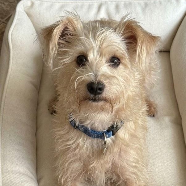 Enlarge Alfie, a Adopted mixed breed in Boston, MA image 1/4