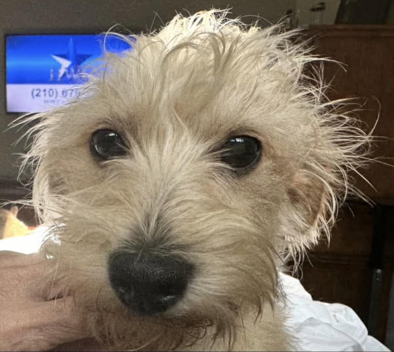 Enlarge Alfie, a Adopted mixed breed in Boston, MA image 3/4