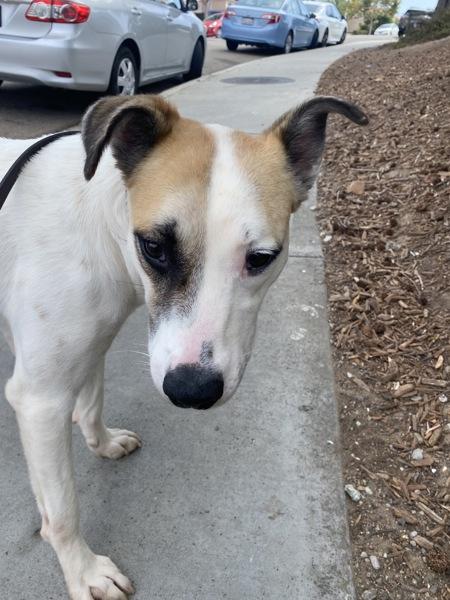 Snowcone, Adoptable, Adult Female Labrador Retriever.