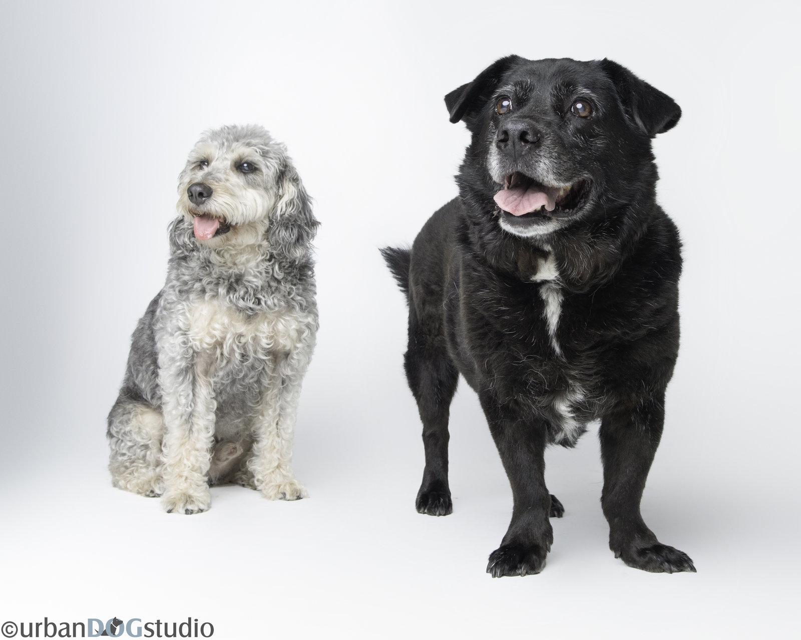 Enlarge Bonded Pair - Cooper & Artie, a Adoptable mixed breed in Tampa, FL image 1/3