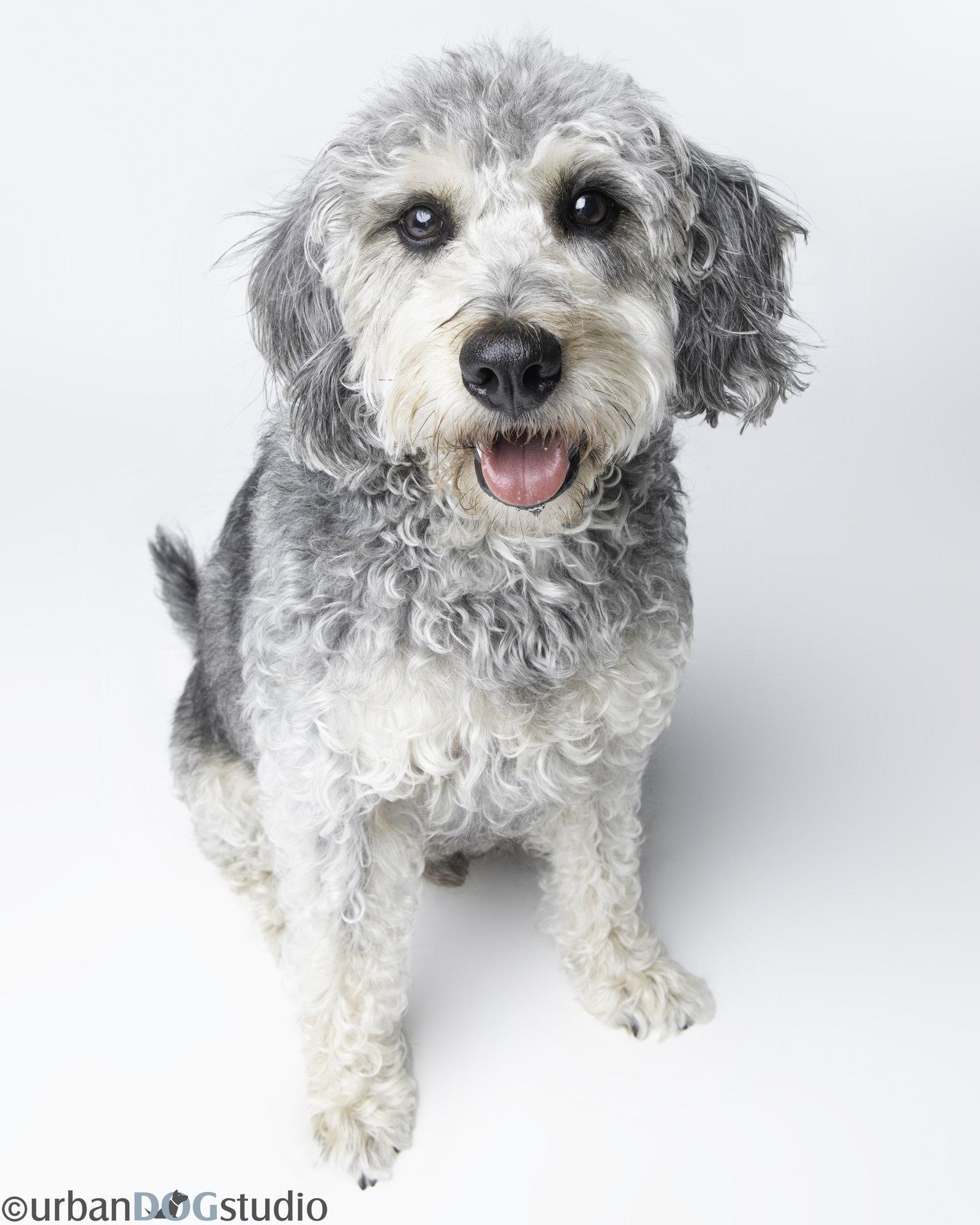 Enlarge Bonded Pair - Cooper & Artie, a Adoptable mixed breed in Tampa, FL image 2/3