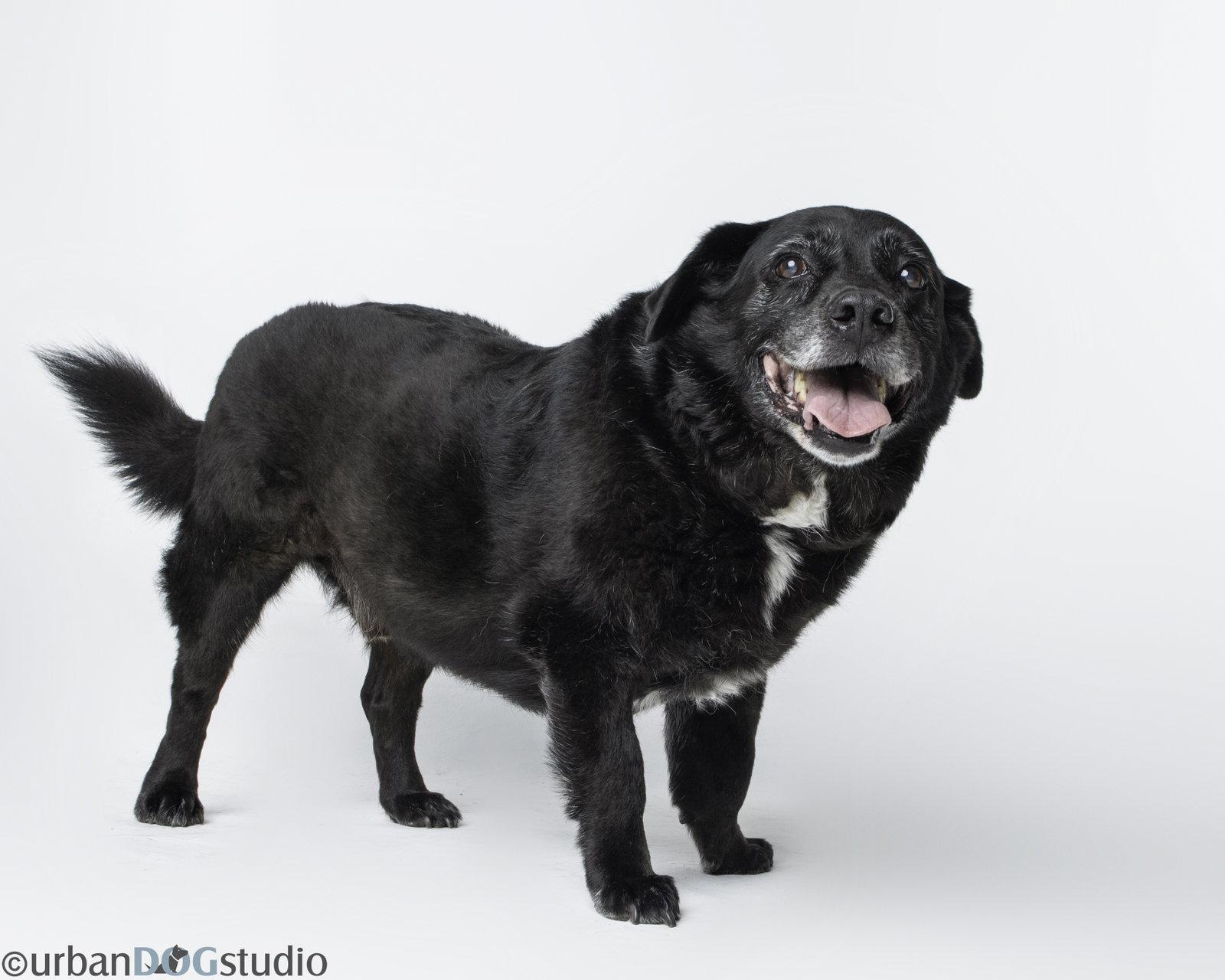 Enlarge Bonded Pair - Cooper & Artie, a Adoptable mixed breed in Tampa, FL image 3/3