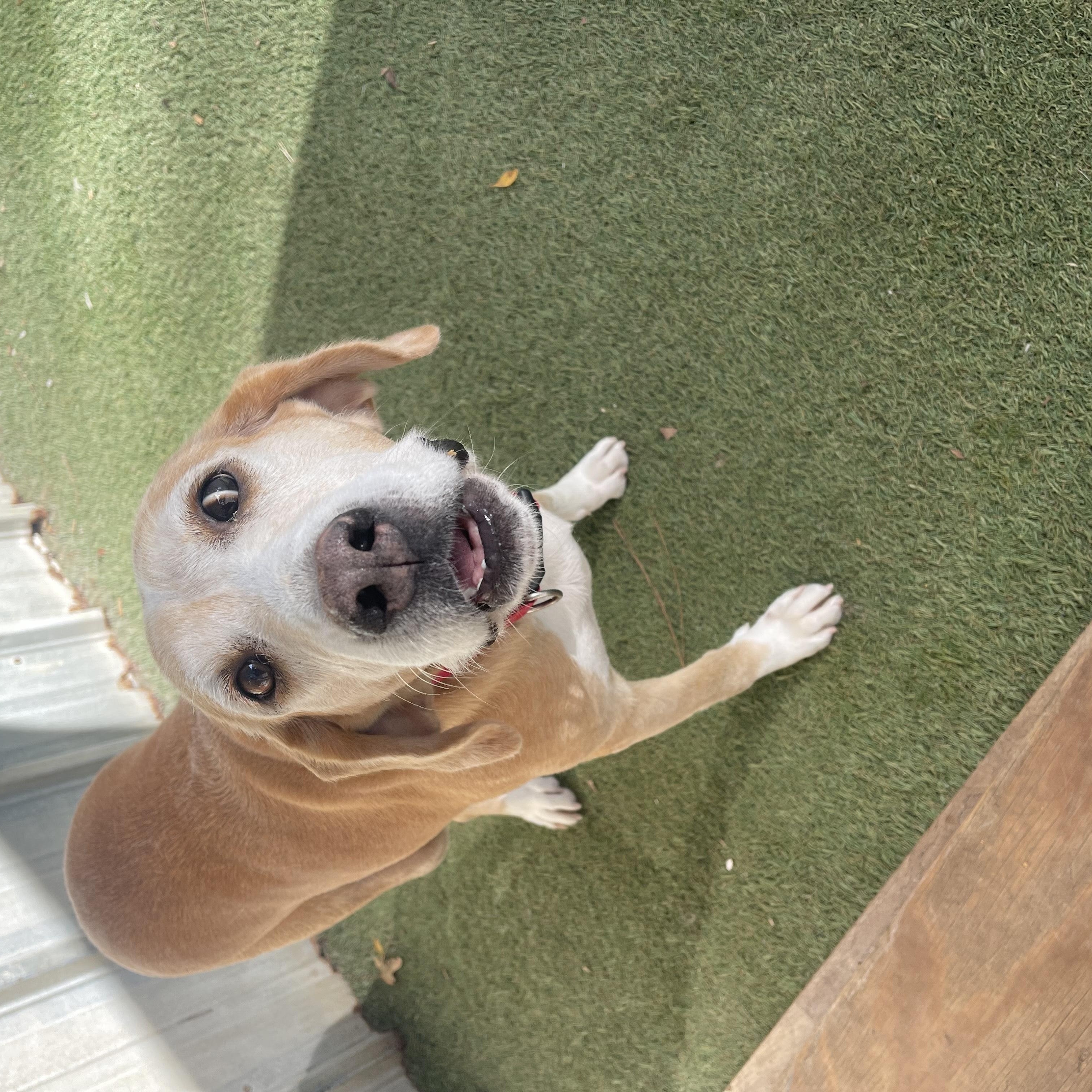 June Bug thumbnail 3