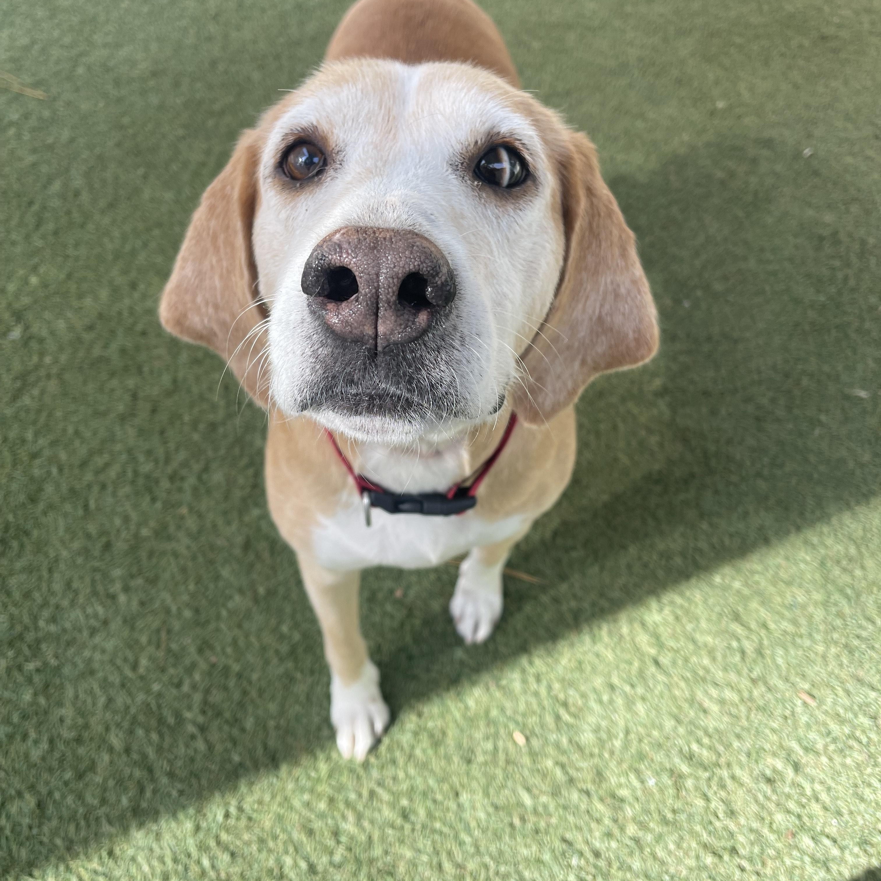 June Bug thumbnail 4