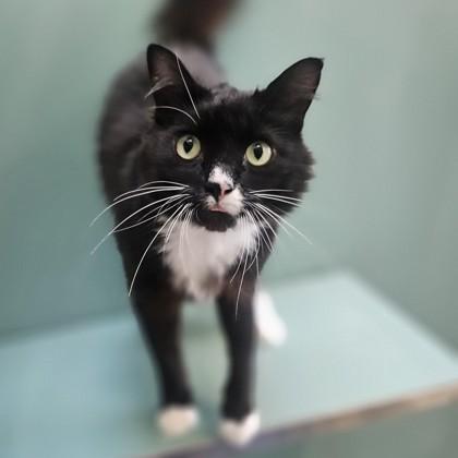 Thermal, ADOPTABLE, Adult Male Domestic Medium Hair.