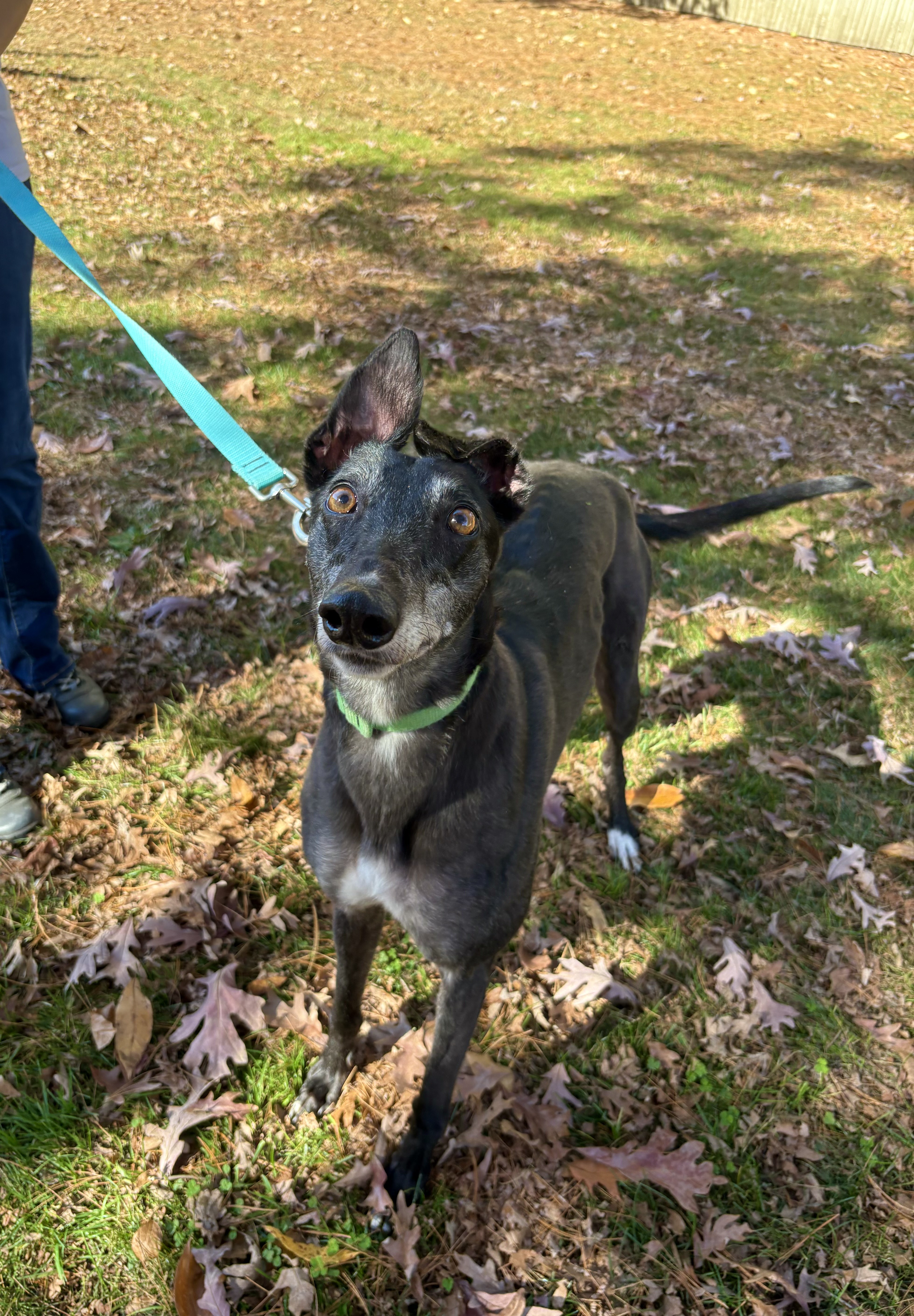 Lottie, a Adoptable Greyhound in Swanzey, NH image 1/2