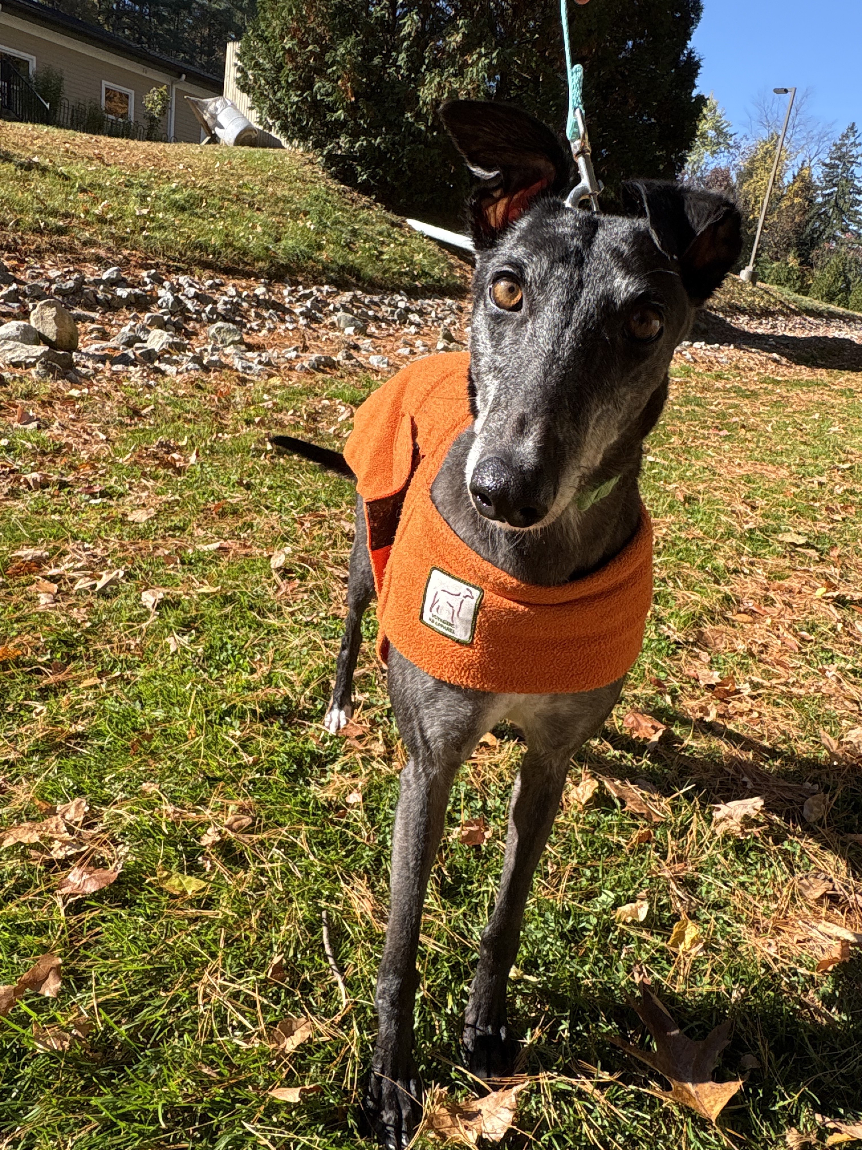 Lottie, a Adoptable Greyhound in Swanzey, NH image 2/2