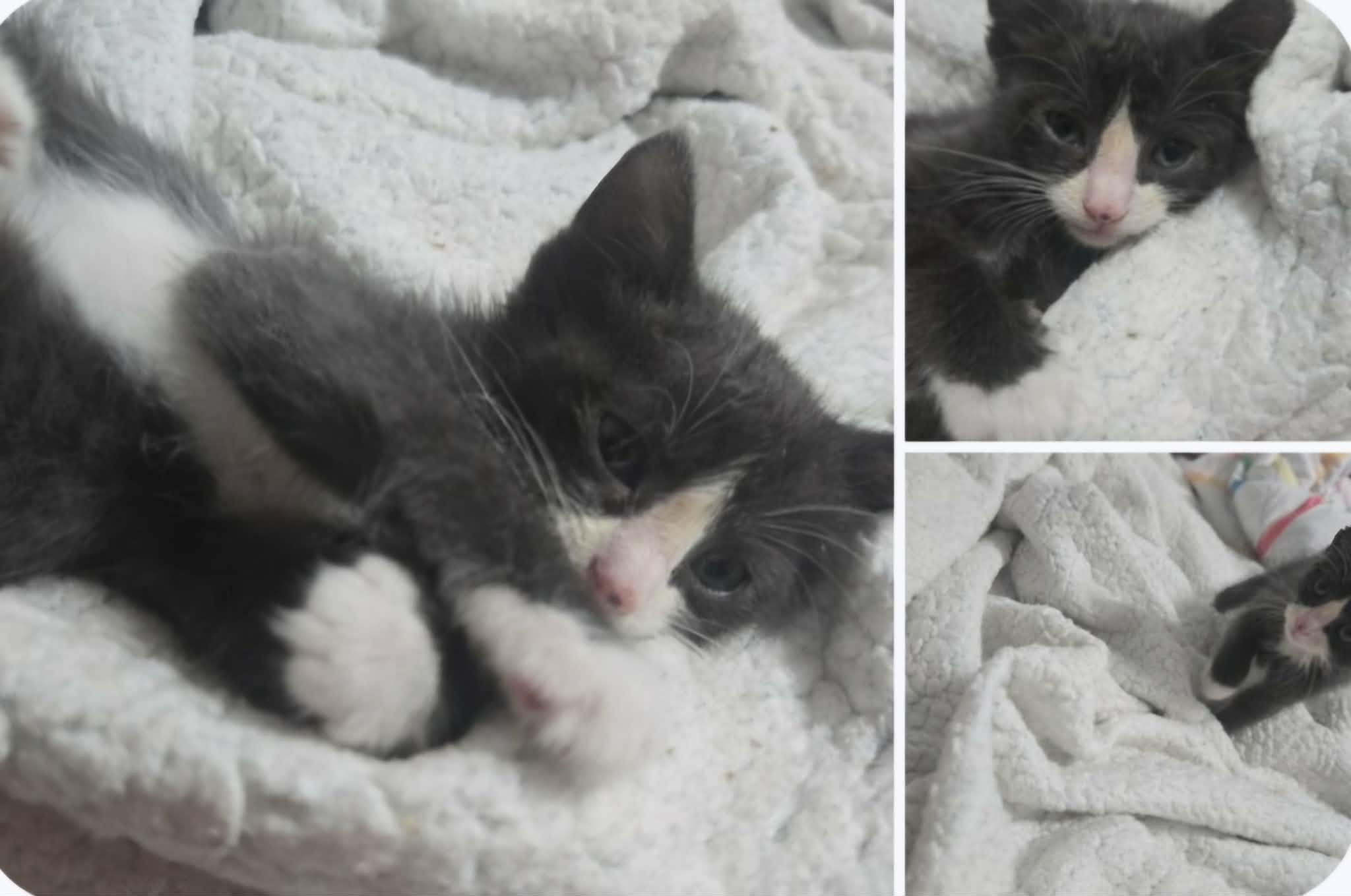 Enlarge Bluey, a Adopted Domestic Short Hair in Randolph, AL image 1/1