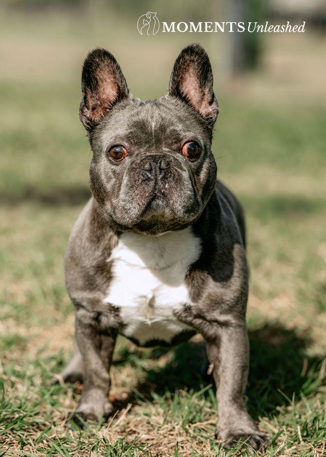 Buddy, ADOPTABLE, Adult Male French Bulldog.
