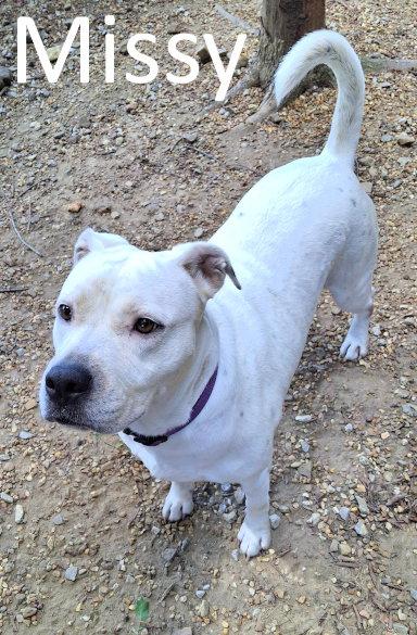Enlarge Missy, a Adoptable mixed breed in Mountain View, AR image 1/3