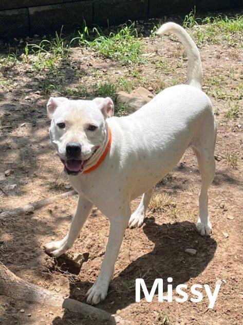 Enlarge Missy, a Adoptable mixed breed in Mountain View, AR image 2/3