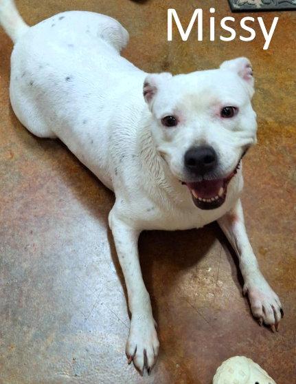 Enlarge Missy, a Adoptable mixed breed in Mountain View, AR image 3/3