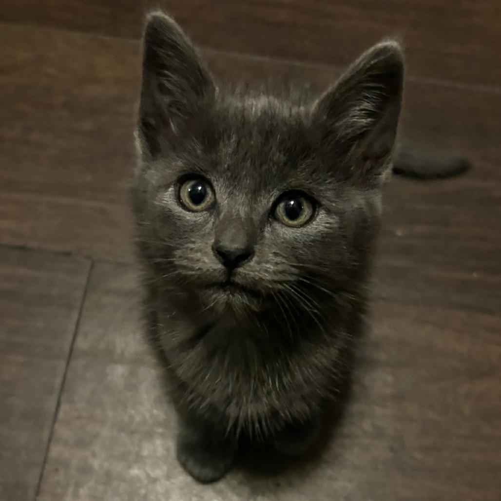 Enlarge Pepper, a Adoptable mixed breed in Costa Mesa, CA image 1/4