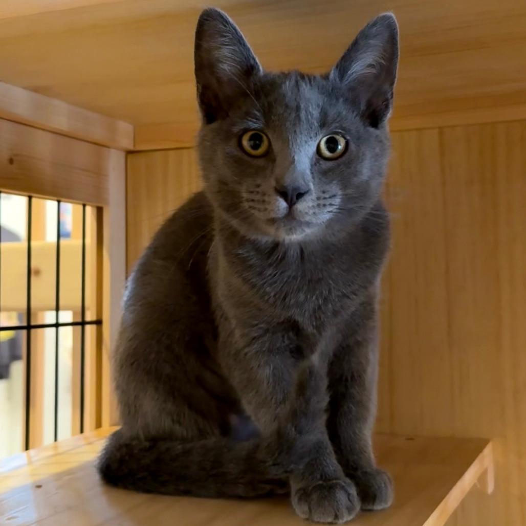 Enlarge Pepper, a Adoptable mixed breed in Costa Mesa, CA image 2/4