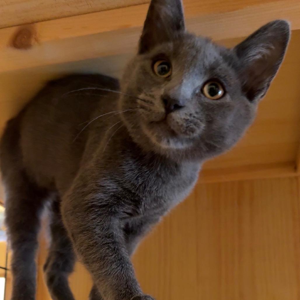 Enlarge Pepper, a Adoptable mixed breed in Costa Mesa, CA image 3/4