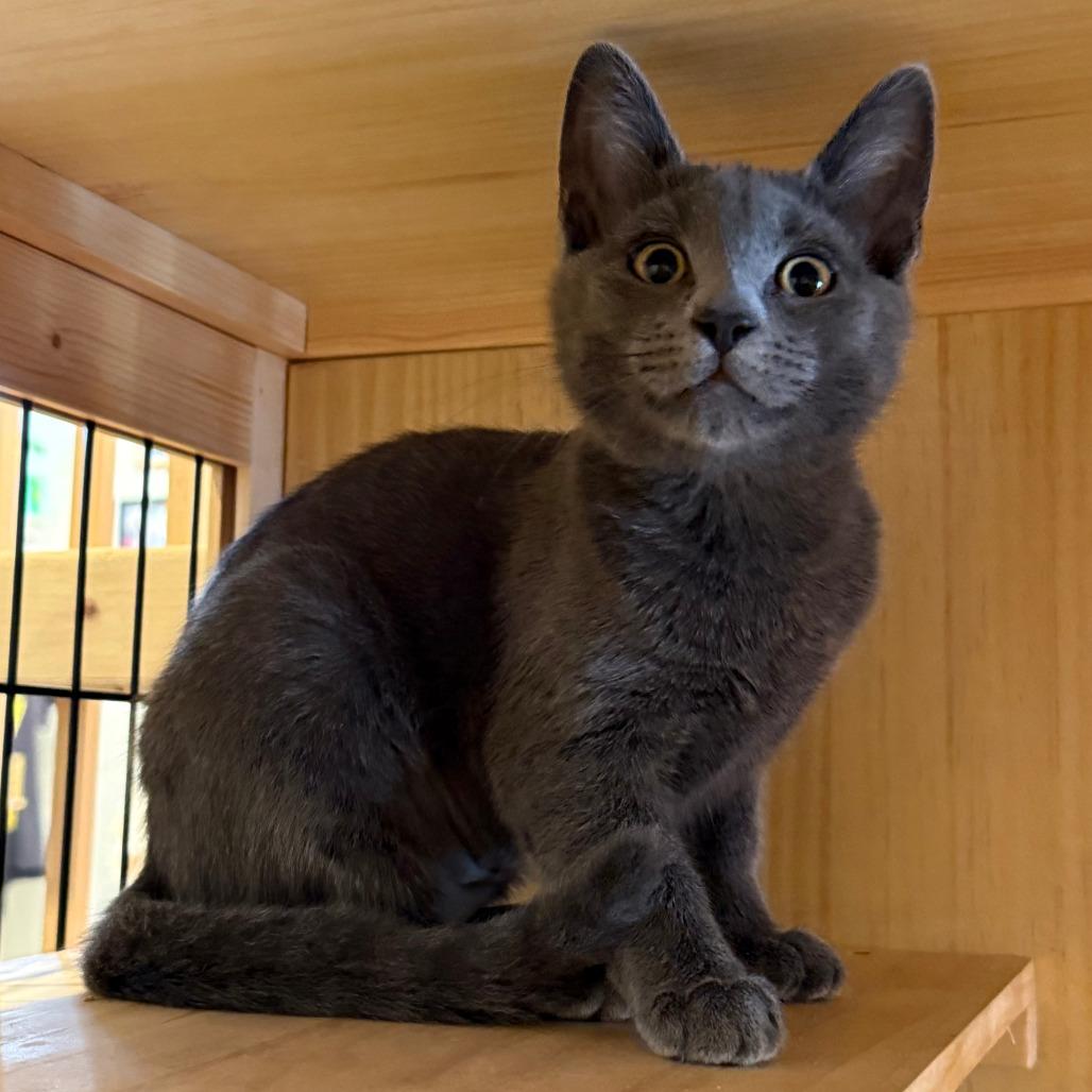 Enlarge Pepper, a Adoptable mixed breed in Costa Mesa, CA image 4/4